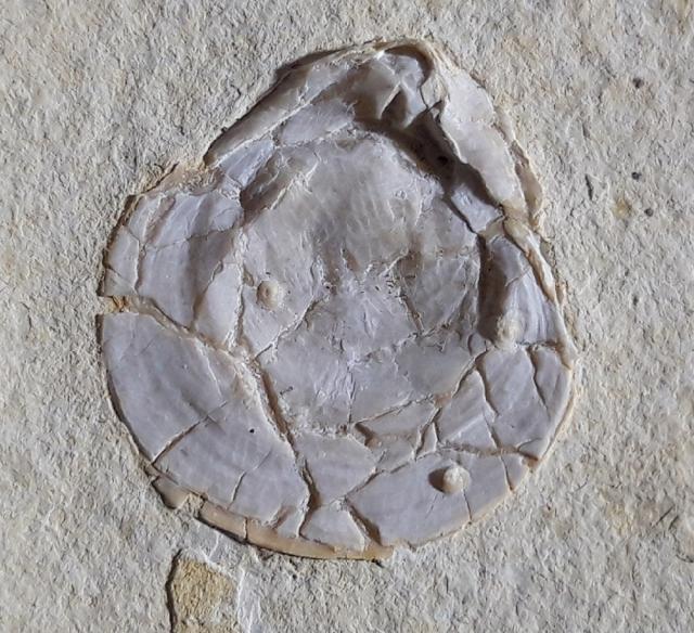 Terebratula sp. MUELLER 1776 - Bild © FossNet FossilienStore